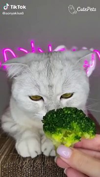 “Cat Kitty Cat Cat Kitty Cat Cat” TikTok Trend Cute Animals Editions - Cutest Animals On TikTok #15