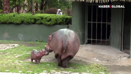 Yavru su aygırı dünyaya merhaba dedi