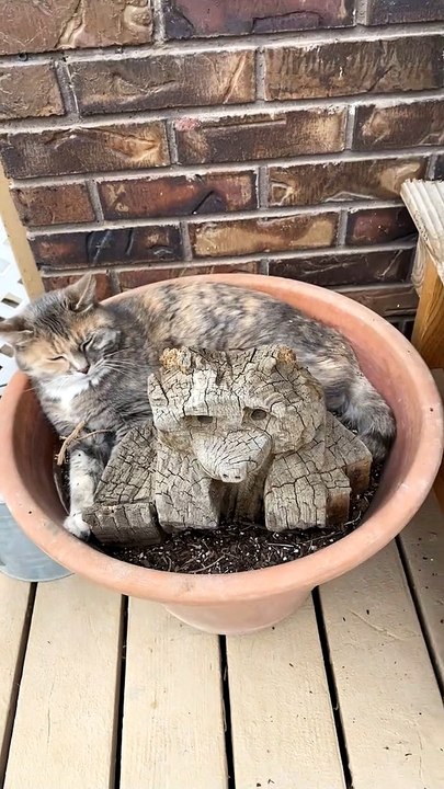 Strange Garden Seems to Grow Cats