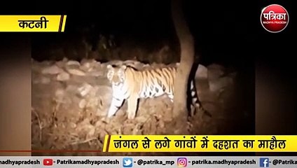 कटनी  : वनराज को देख,कार सवारों के उड़ गए होश