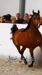 الحبُّ فيما بيننا | الشاعر جاسم الصحيح