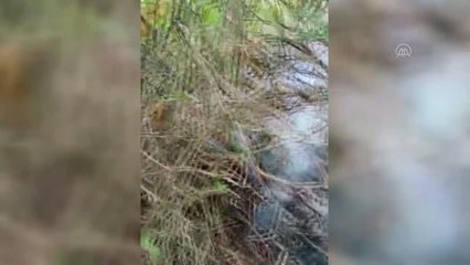 KASTAMONU - Ormanlık alanda çıkan yangın söndürüldü