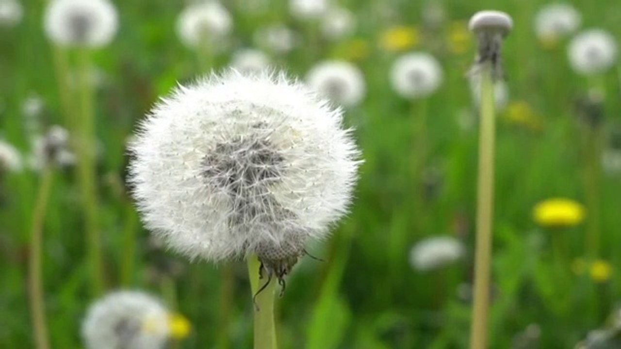 Real_Nature_universal