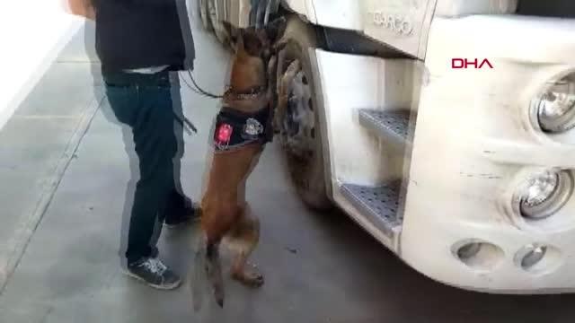 KAMYONDAKİ UYUŞTURUCU HAPLARI NARKOTİK KÖPEĞİ 'HARLEY' BULDU