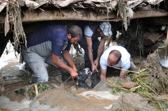 Felaketler bitmiyor! Aşırı yağışlar koyunları telef etti, toprak altında kalanlar da var