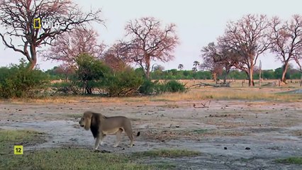 El legado de un rey. Cecil. Documental.