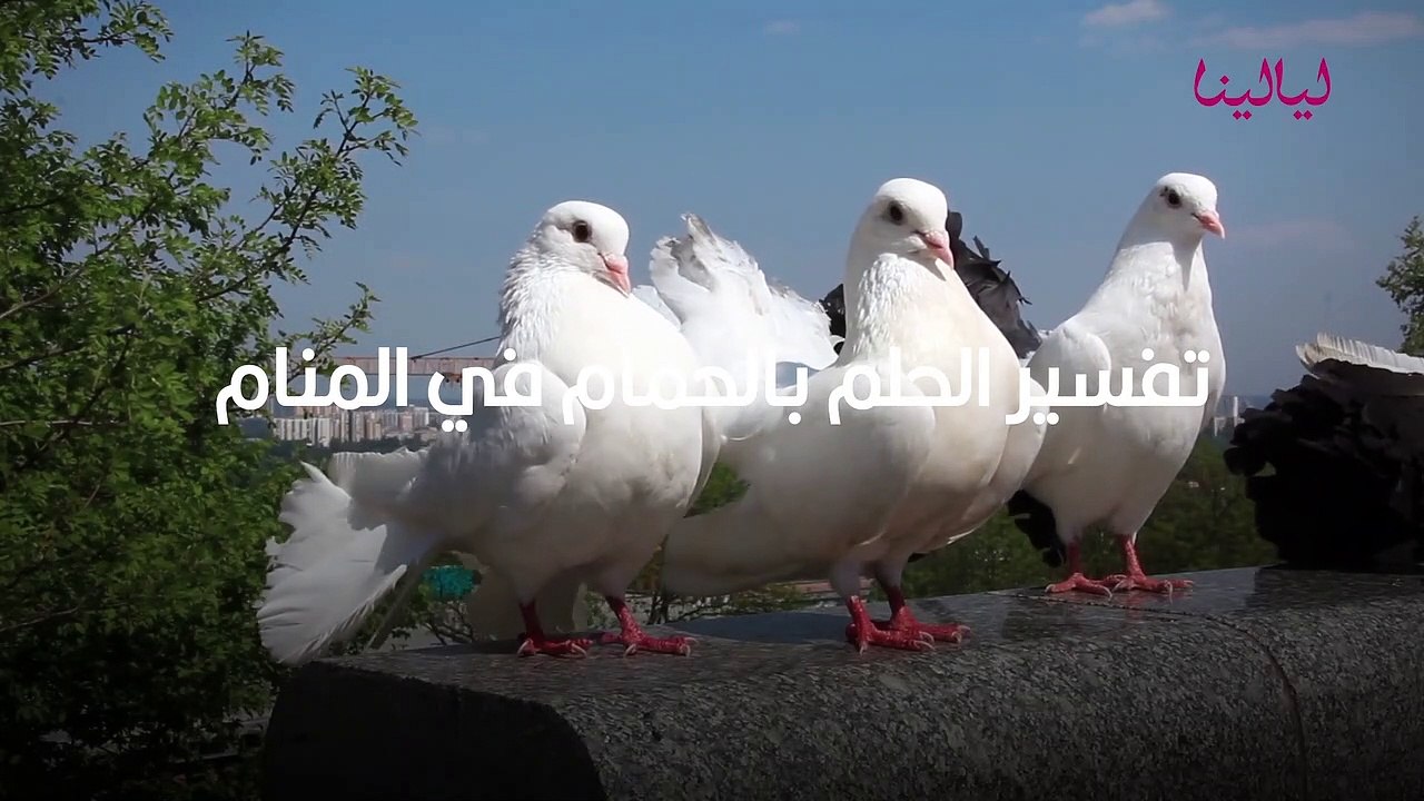 تفسير حلم الحمام في المنام