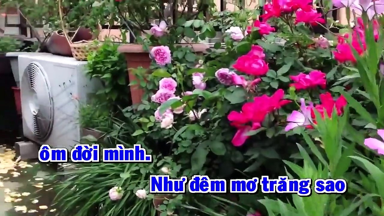 Vuon Tinh - Quang Dung