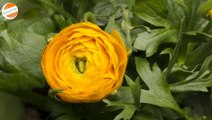 Beautiful Flower Bloom : Ranunculus Bloom