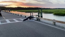 Alligator Walks Slowly On the Crosswalk To Reach Opposite Side As People Wait And Watch Them
