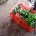 Video Of Chemical Making Leafy Vegetables Look Fresh In Minutes Goes Viral