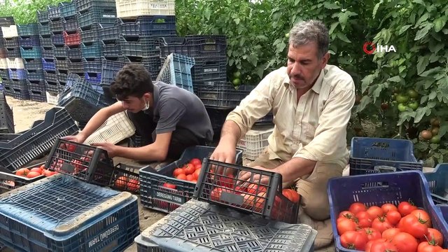 Isparta’da yayla şartlarında domates hasadı
