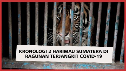 Kronologi 2 Harimau Sumatera di Ragunan Terjangkit Covid-19