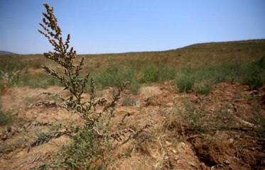 ÇANAKKALE - Gelibolu Yarımadası'na 783 hektarın yandığı alan dikilen 1 milyon fidanla yeşeriyor