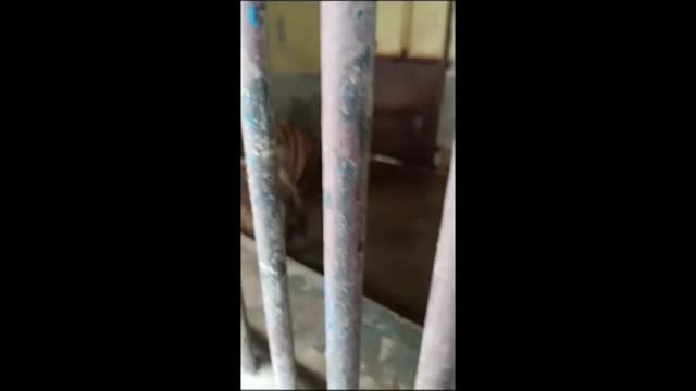 Dos tigres de Sumatra del zoo de Yakarta (Indonesia) pasan aislados el coronavirus