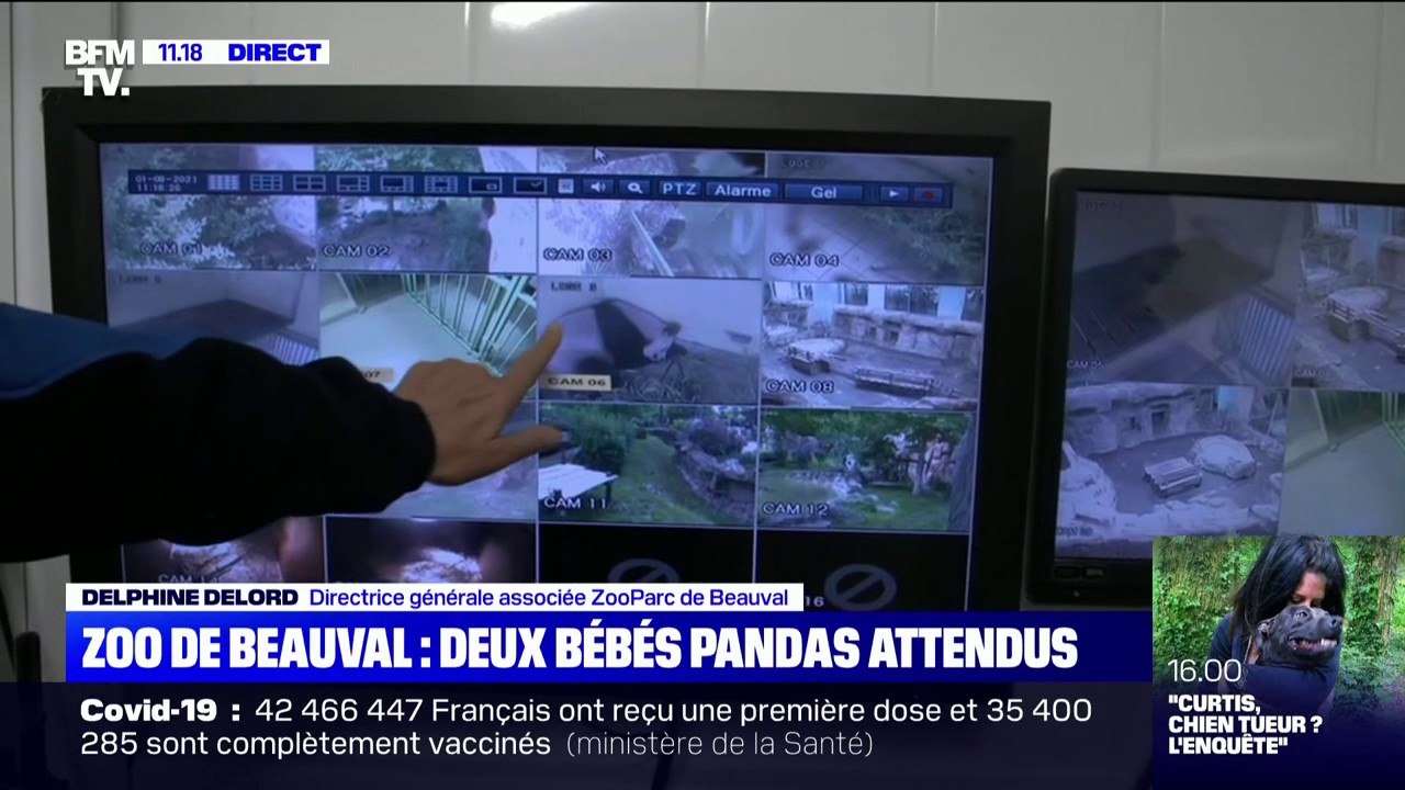 Au ZooParc de Beauval, la femelle panda prête à accoucher est très surveillée par les soignants