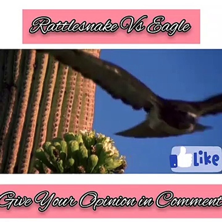 Eagle Kills Snake