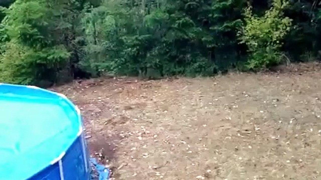 Cat kills large eagle