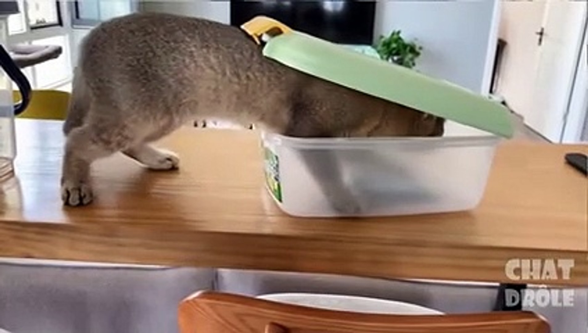 Essayer De Ne Pas Rire Video De Chat A Mourir De Rire 195 فيديو Dailymotion