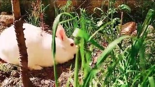 funny and cute rabbit video compilation
