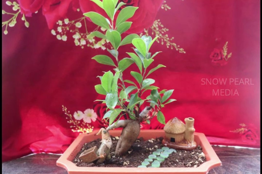 Bonsai Tree Planting | Gardening #2