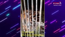 Ini Harimau Jagoan Ragunan yang Terpapar COVID-19