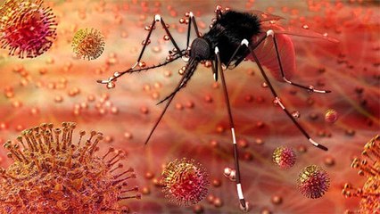 Zika Virus का India में बरपा कहर, सामने आए नए Case | Boldsky