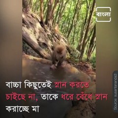 Video Of Mother Monkey Struggling To Give Baby Monkey A Bath