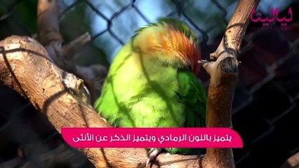 توب5-أشهر خمس أنواع البغبغاوات