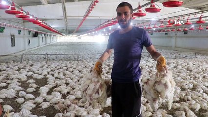 Havasız kalan 35 bin tavuk telef oldu