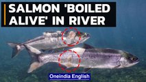 Salmon 'boiled alive' in Columbia river due to US heatwave, climate change | Oneindia News