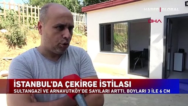 İstanbul'da çekirge istilası!