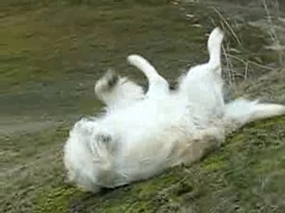 Pétage de plomd dans les,dunes de Biville