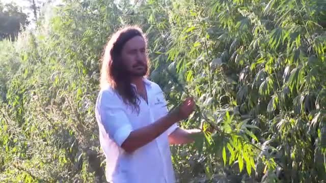 Los cultivos legales de marihuana, un sector en auge en nuestro país.
