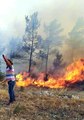 Menteşe'de orman yangını