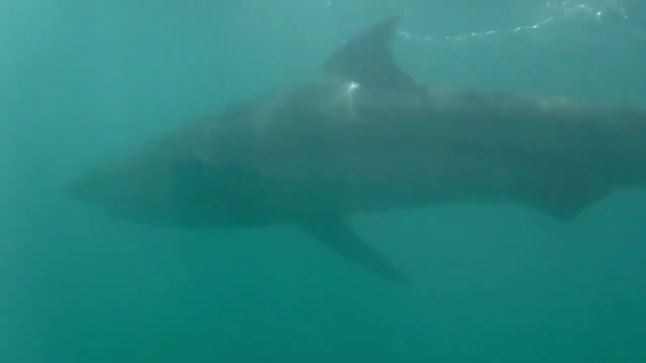 Ce plongeur se filme dans une cage à requins... terrifiant