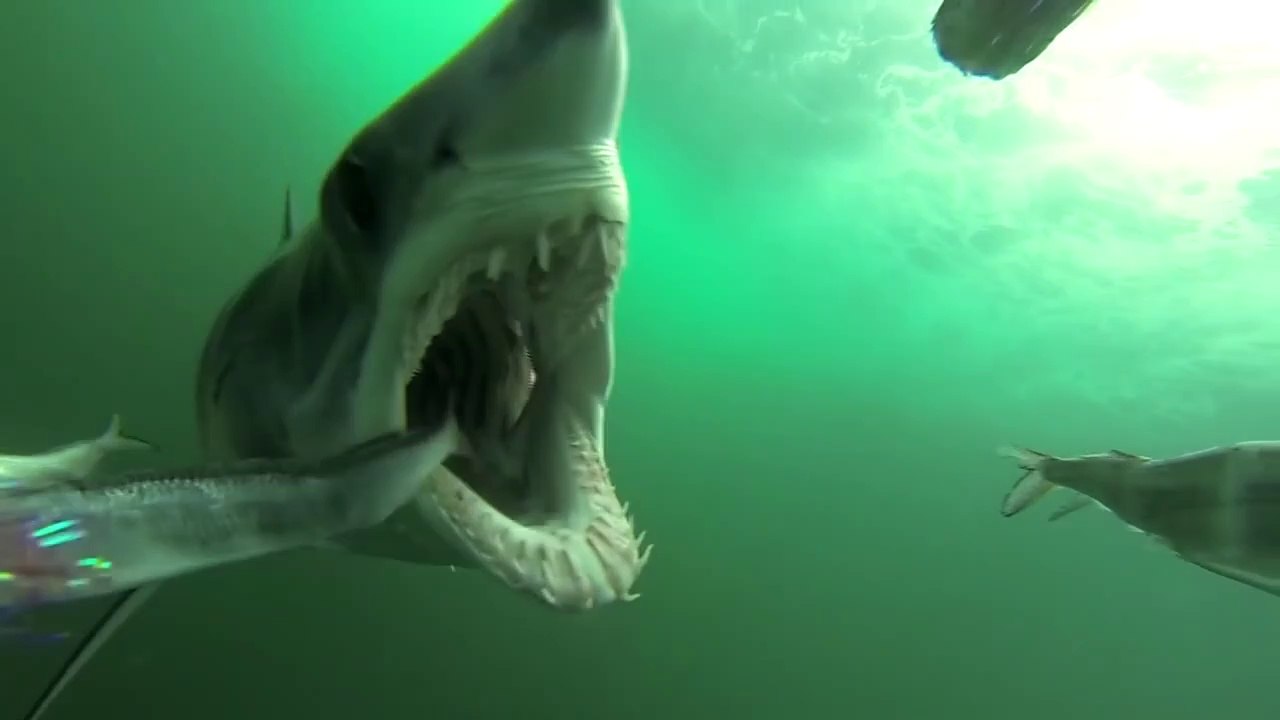 Morsure d'un requin Mako filmée au plus près