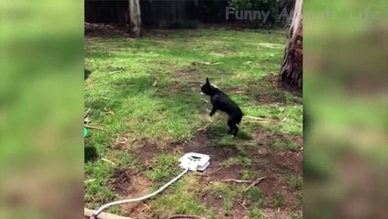 Funniest Dogs and Cats - Awesome and Funniest Animals Life Video