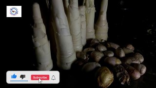Bash Korol Recipe বাঁশ করুল (বাঁশ কোড়ল) এর গোদক Bash Korul er Godok [Gudok] Bamboo Shoot Recipe