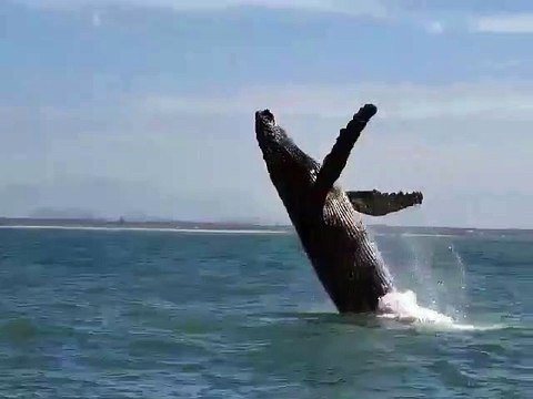 Baleia dá série de saltos ao lado de barco e encanta passageiros em Santa Catarina