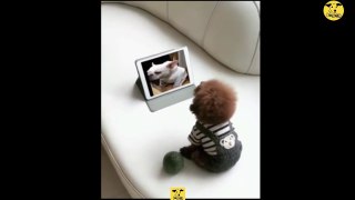Funny Dogs | Cute baby Dog Videos | Dogs PRO Compilation 11