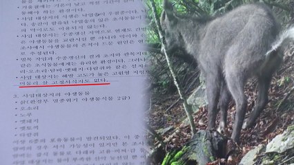 '멸종 위기' 산양 서식지에 풍력발전?...환경영향평가 부실 논란 / YTN