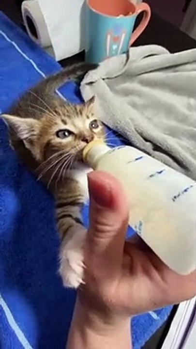 The cat is very hungry