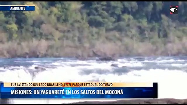 Misiones Un yaguareté en los Saltos del Moconá