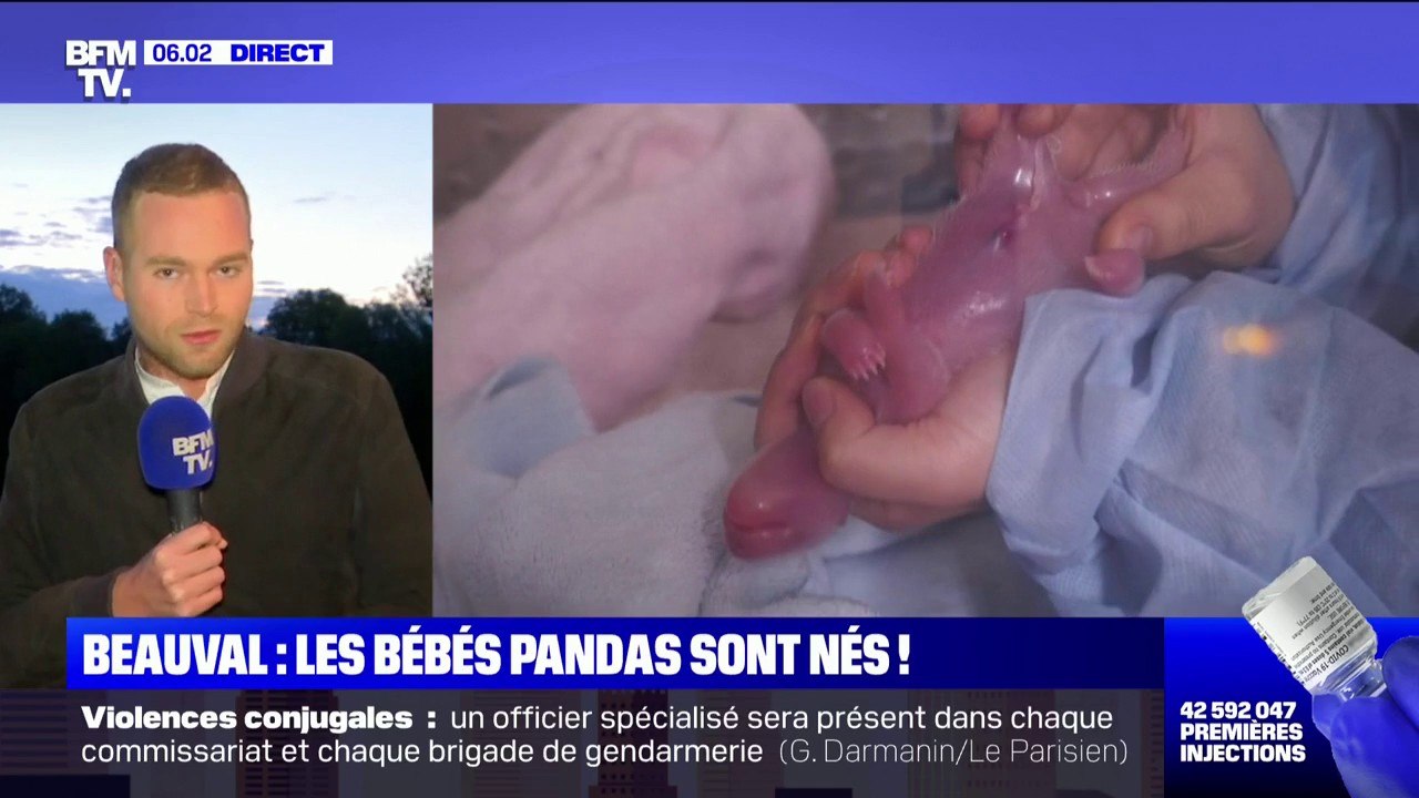 Les deux bébés pandas sont nés au ZooParc de Beauval