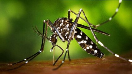 Exclusive: Dr Pradeep Awate details steps taken to contain spread of Zika after first case in Maharashtra