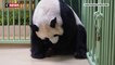 Zoo de Beauval : deux bébés panda sont nés