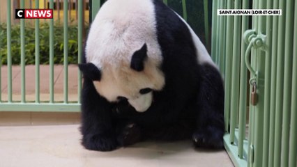 Zoo de Beauval : deux bébés panda sont nés