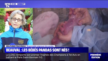 下载视频: Les deux nouveaux bébés pandas du zoo de Beauval 