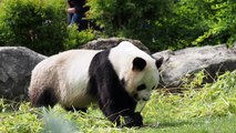 Pandas gêmeos nascem na França